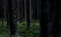 Nighthunter_00015.jpg