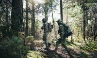Woodland_12.jpg