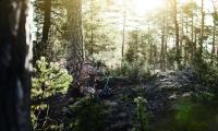 Woodland_7.jpg